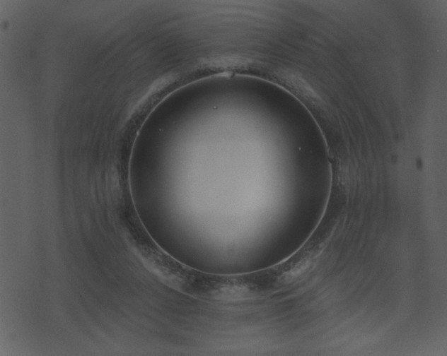 X0000071770256200606301202