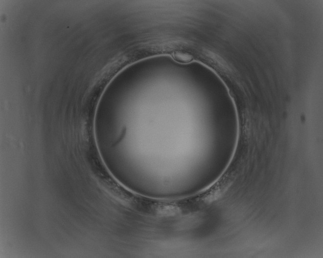 X0000071770258200606301202