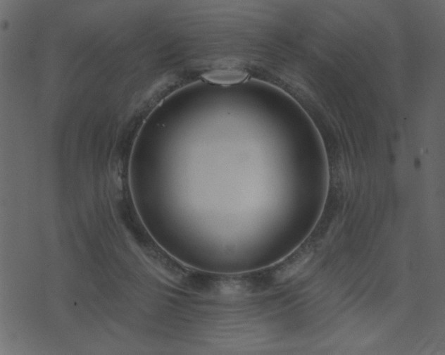 X0000071770264200606301202