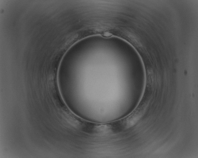 X0000071770269200606301202