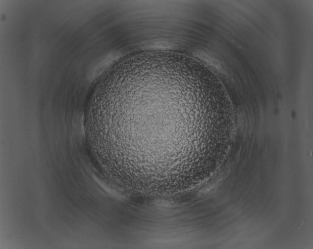 X0000071770302200606301202