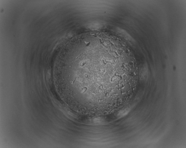 X0000071770365200606301201