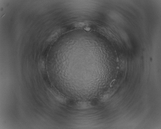 X0000071770375200606301201