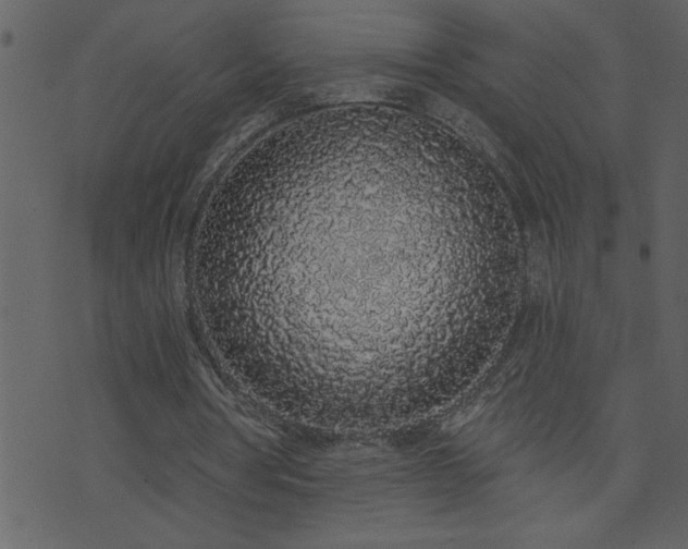 X0000071770386200606301200