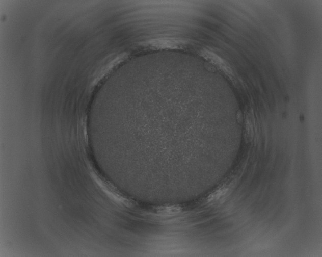 X0000071770398200606301200