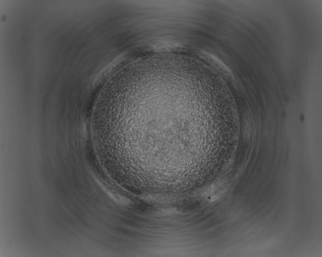 X0000071770405200606301200