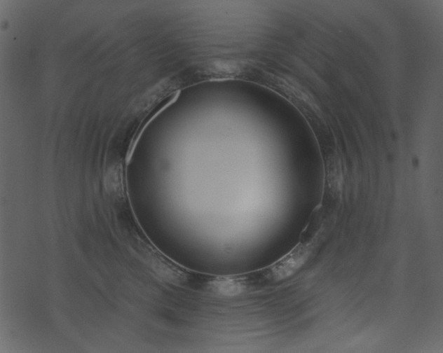 X0000071770425200606301200