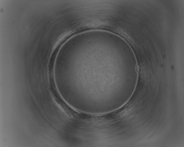 X0000071770626200606301156