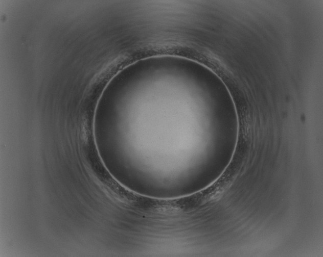 X0000071770644200606301156