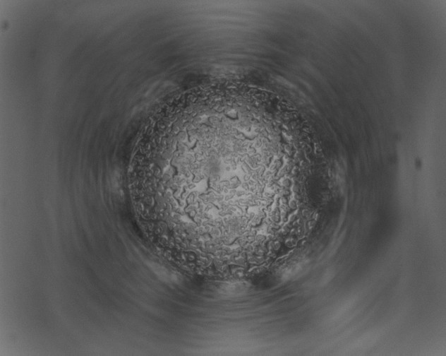 X0000071770663200606301156