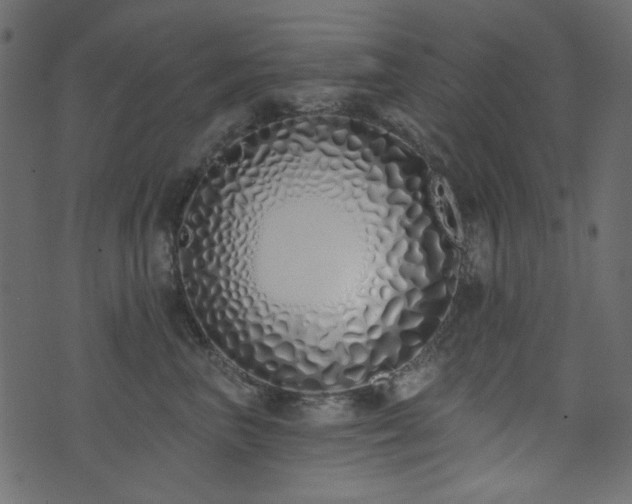 X0000071770667200606301156