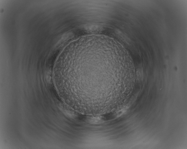 X0000071770671200606301157