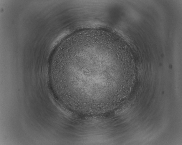 X0000071770679200606301156