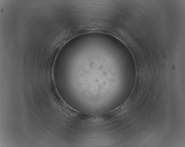 X0000071770696200606301155