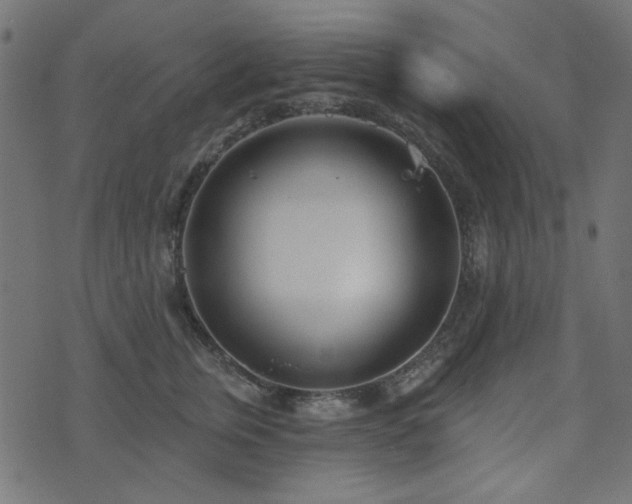 X0000071770759200606301155