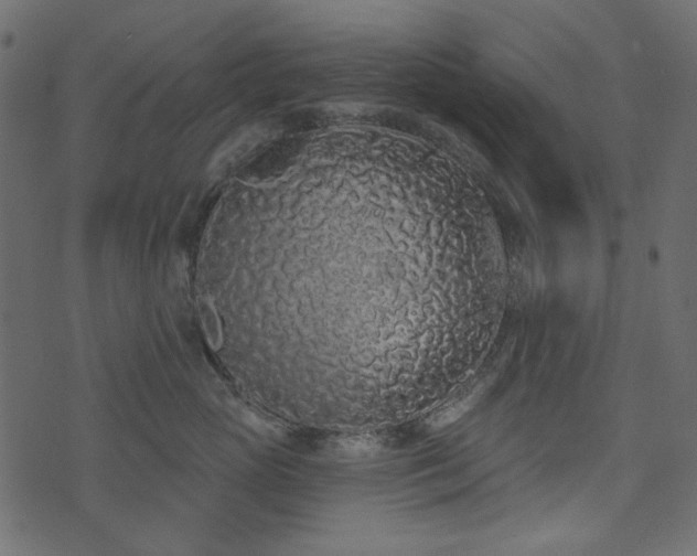 X0000071770765200606301155