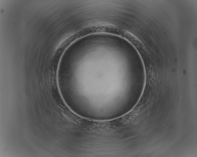 X0000071770775200606301154