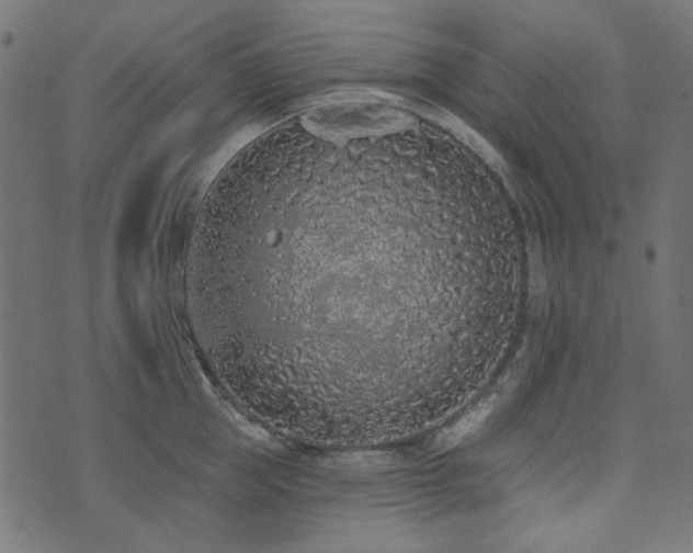 X0000071770953200606301152