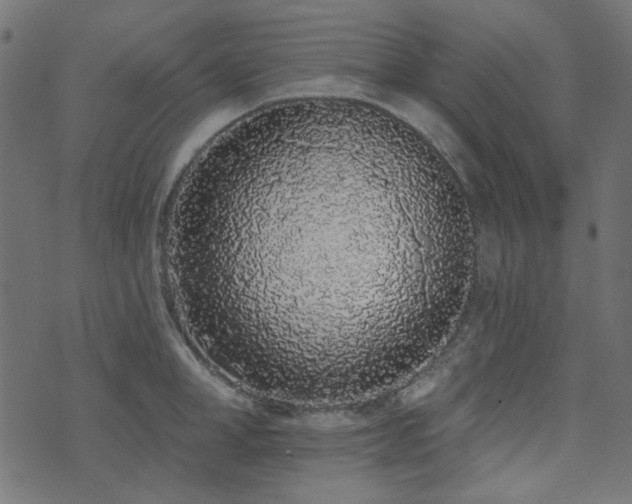 X0000071770998200606301151