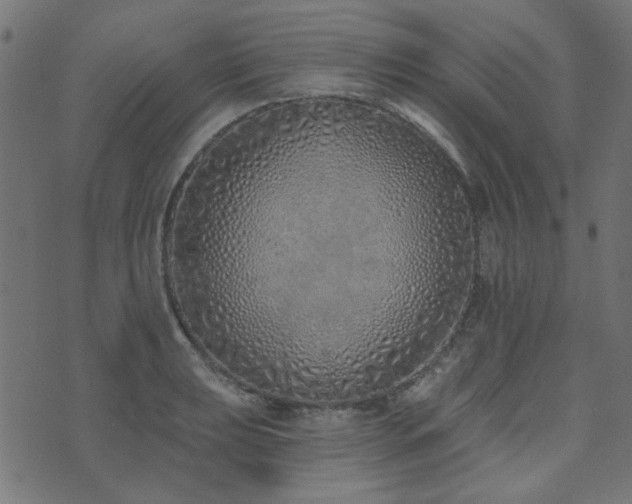 X0000071771039200606301150