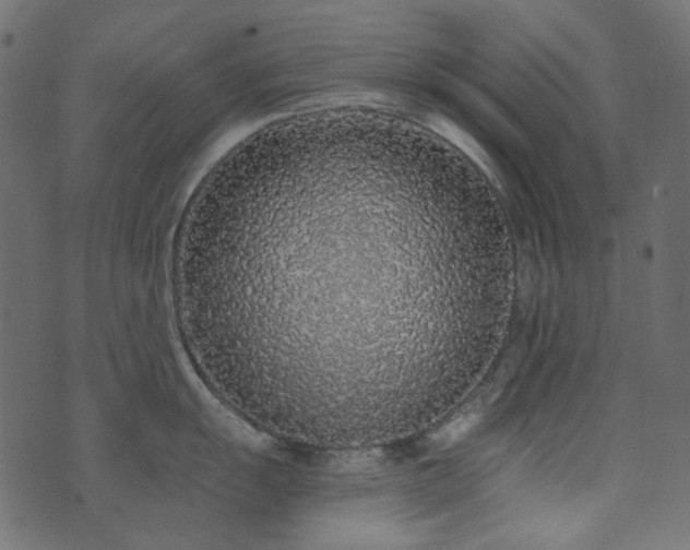 X0000071771055200606301150