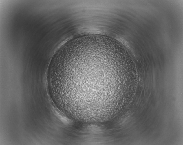 X0000071770390200607071307