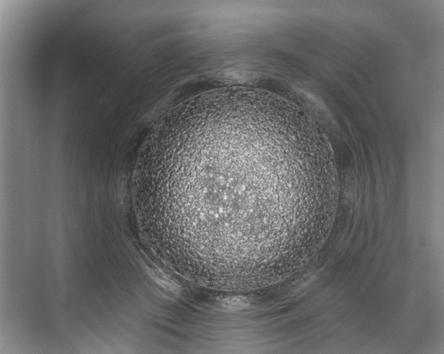 X0000071770409200607071307