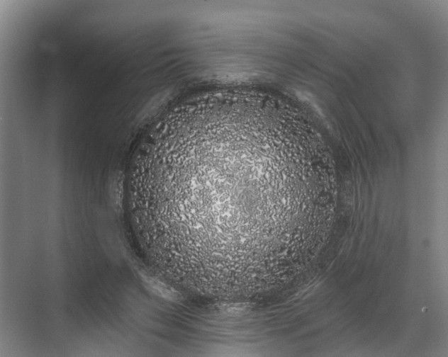 X0000071770495200607071305