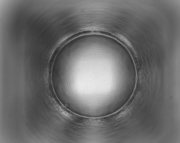 X0000071770831200607071259