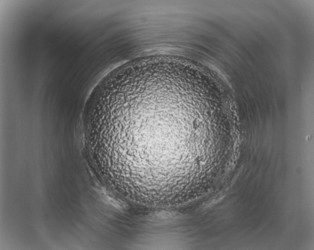 X0000071771117200607071254