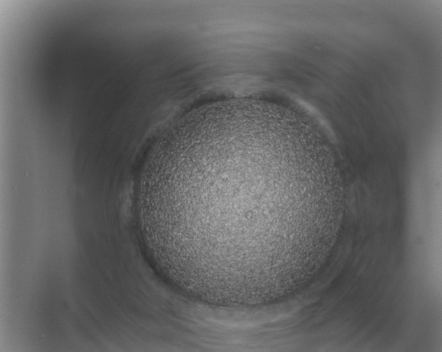 X0000071770018200607150040