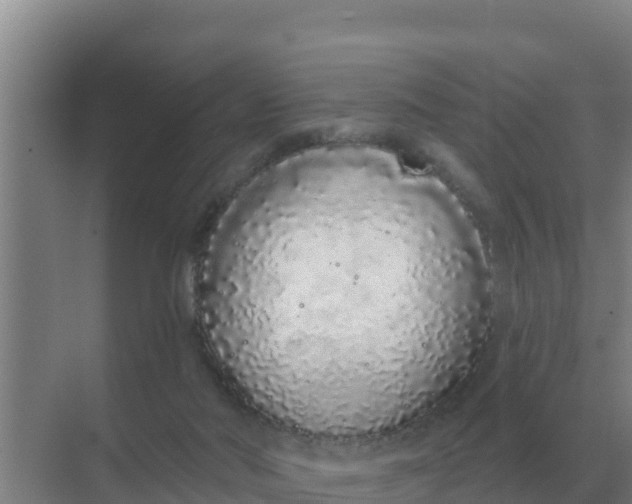 X0000071770022200607150040