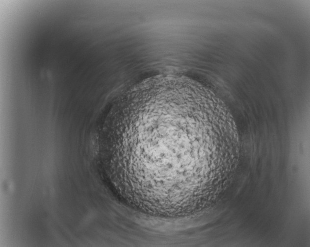 X0000071770043200607150040