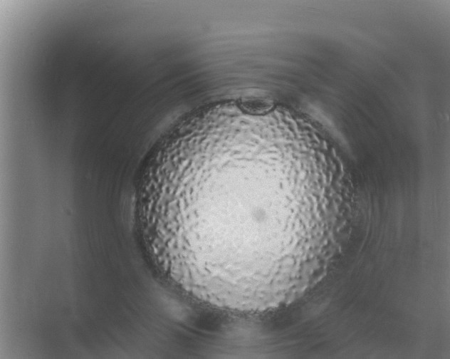 X0000071770110200607150038