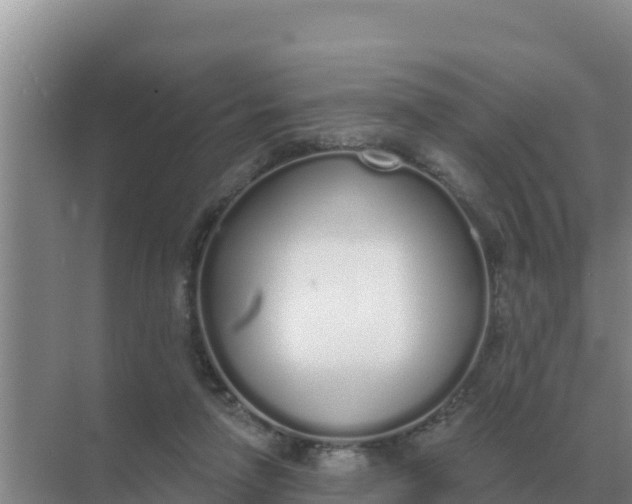 X0000071770258200607150036