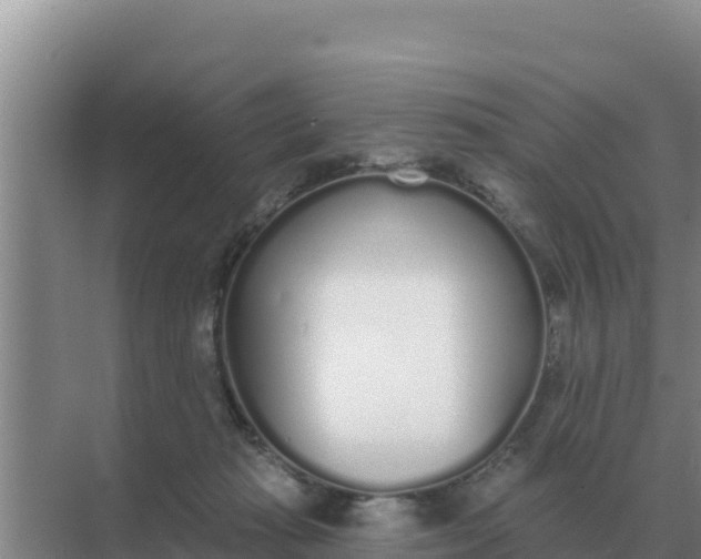 X0000071770269200607150036