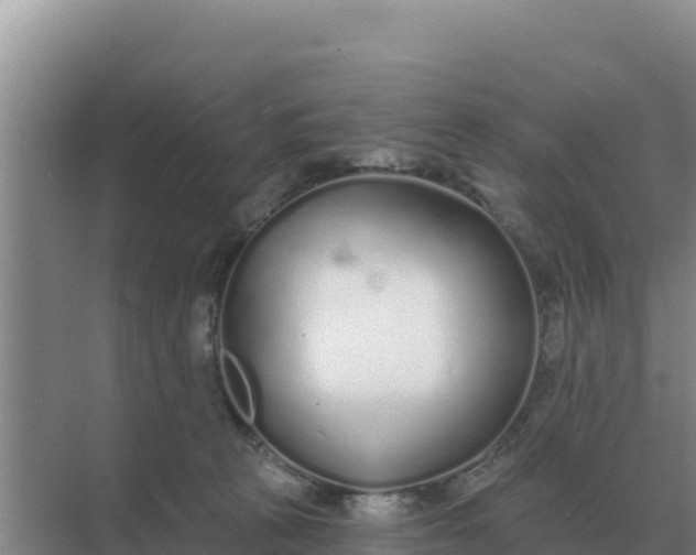 X0000071770273200607150036