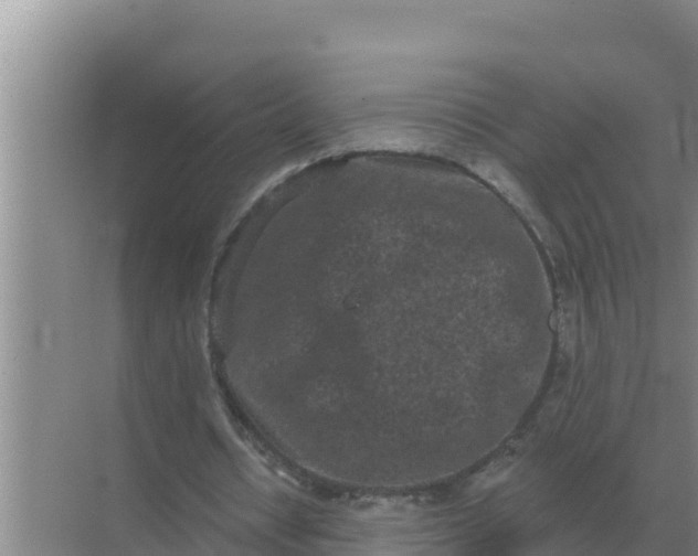 X0000071770434200607150032