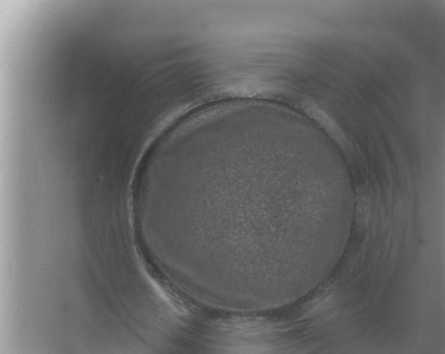 X0000071770626200607150029