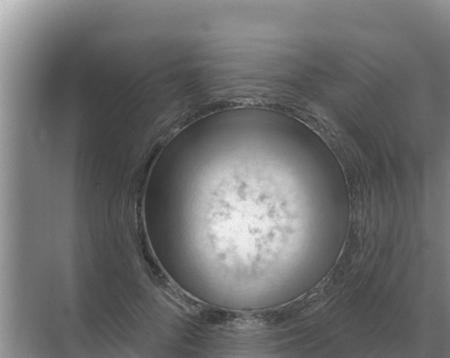 X0000071770696200607150029