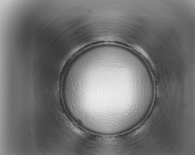 X0000071770831200607150026