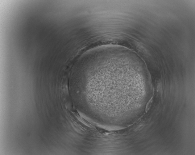 X0000071770868200607150026