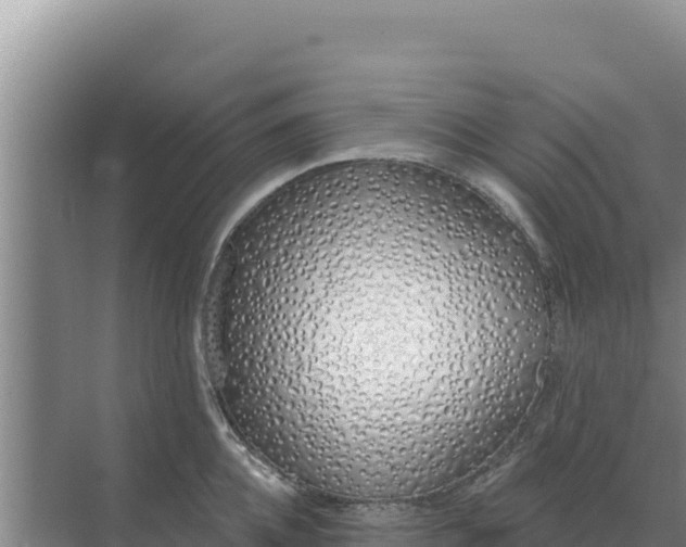 X0000071770952200607150025