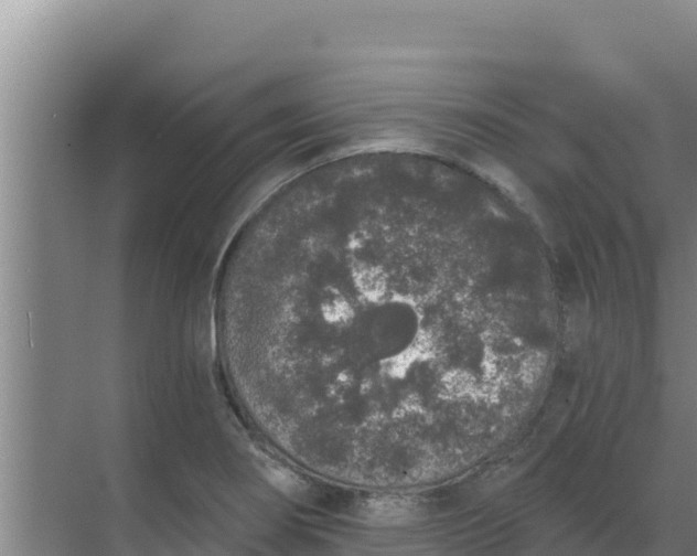 X0000071771274200607150019