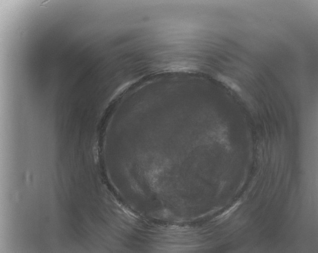 X0000071771306200607150018