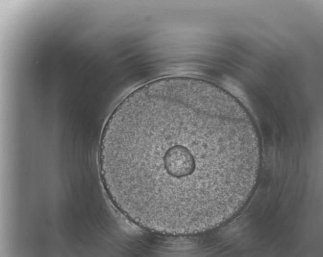 X0000071771338200607150018