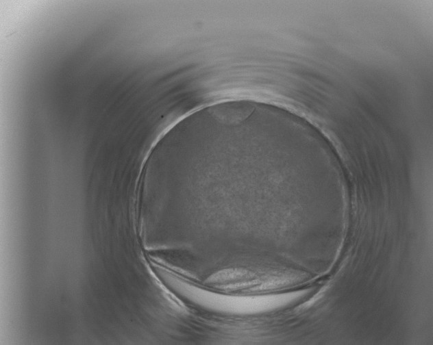 X0000071771529200607150015