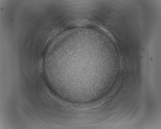 X0000071770018200607211543