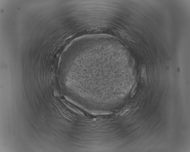 X0000071770868200607211529