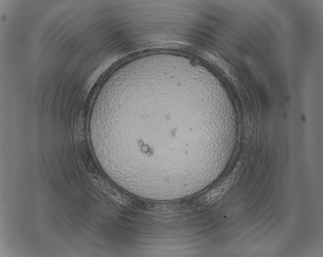 X0000071770875200607211529